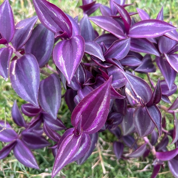 Red Hill - Picture 2 of 4